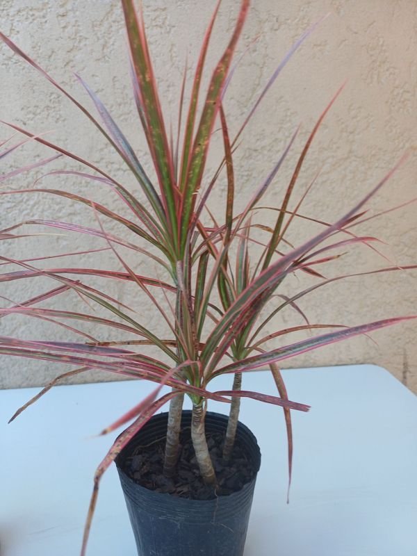 Item 875733 - Image 2