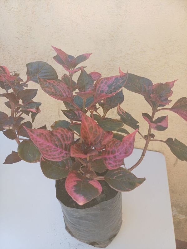 Púrpura de gran tamaño - Planta en maceta - imagen 5
