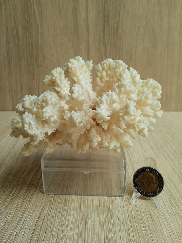 Lote siguiente: Corales de Coral Blanco Natural en Venta
