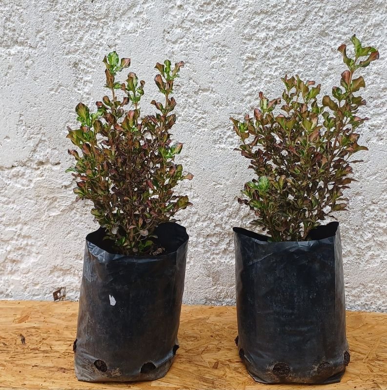 Item 929877 - Image 0