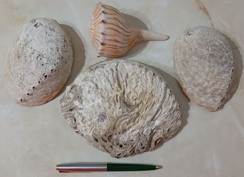 Item 852248 - Image 1