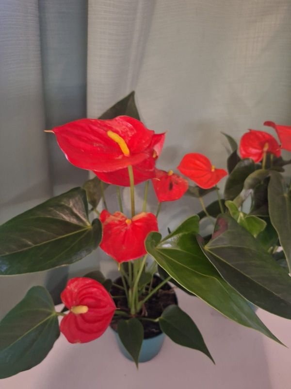 Item 848665 - Image 2