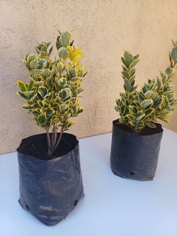 Item 894176 - Image 0