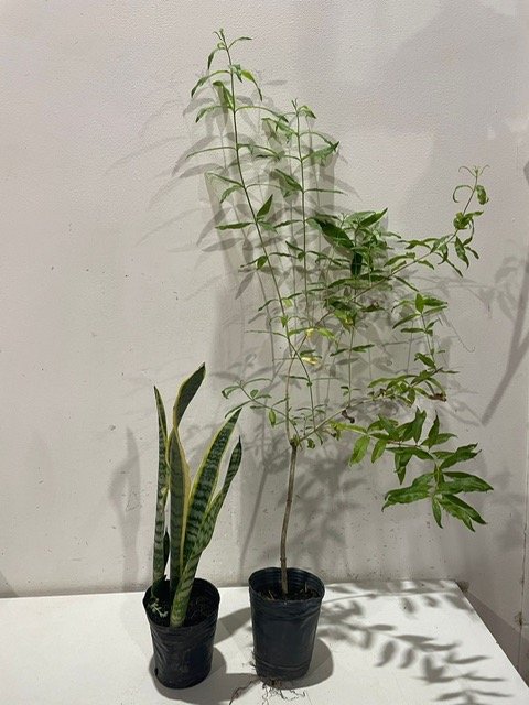 Lote siguiente: Plantas en macetas con hojas verdes