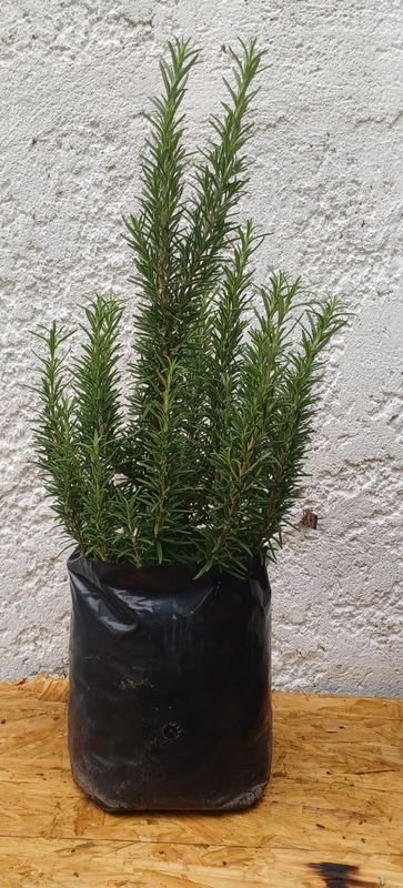 Item 929872 - Image 1