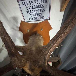 Cabeza de Ciervo Taxidermia Gran Tamaño, Excelente Conservación - imagen 2