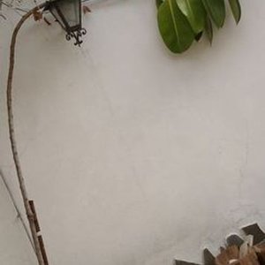 4 Macetas con Gomeros y Plantas Varias - imagen 2