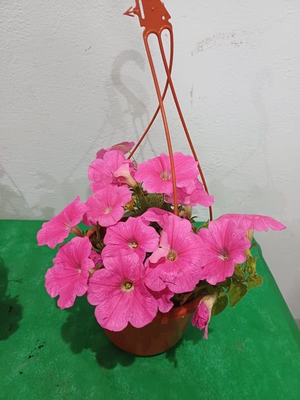 Item 848678 - Image 4