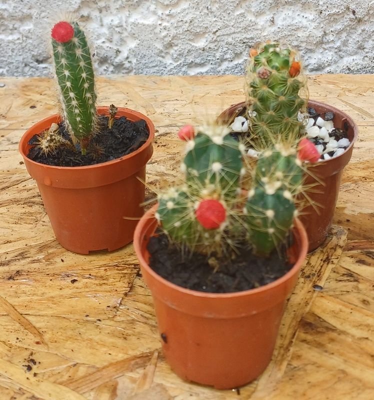 Item 929694 - Image 3