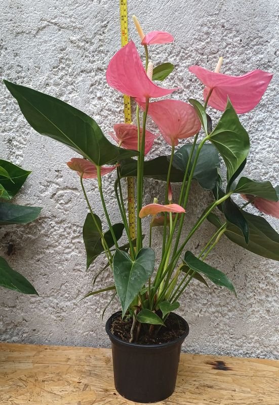 Anthurio de Gran tamaño, 60cm. (rojo, rosa y blanco) - imagen 4