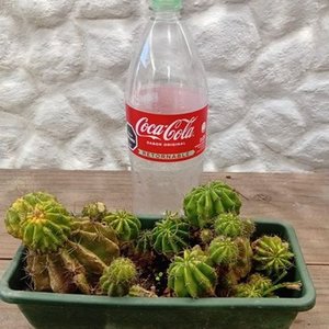 Cactus Erizo de Mar o Lirio de Pascua para Propagar - imagen 7