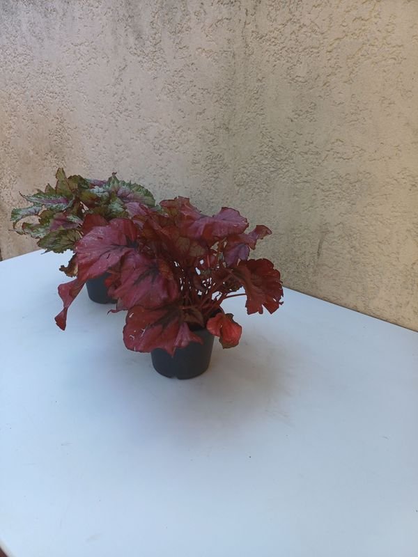 Begonias Rex en venta - Plantas exóticas y decorativas - imagen 8
