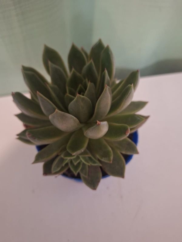 Item 848681 - Image 7