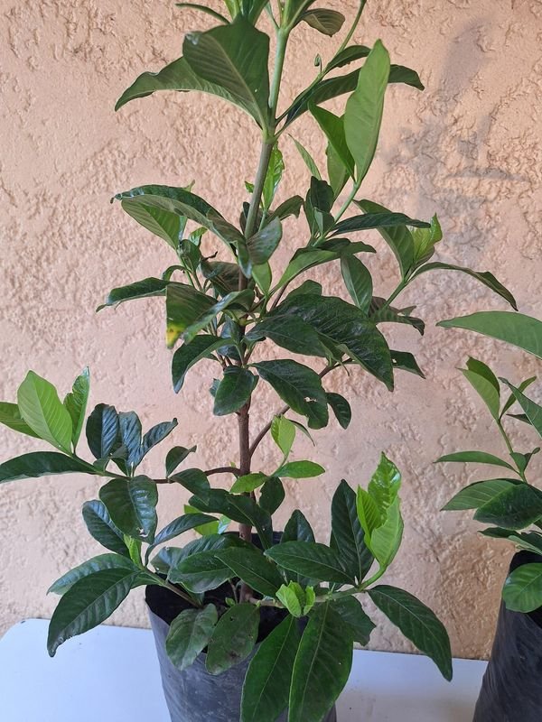 Item 870084 - Image 0