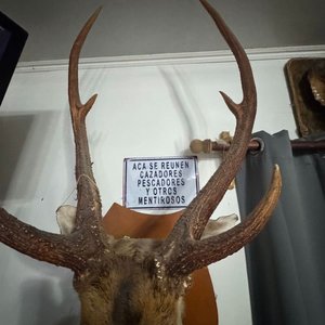 Cabeza de Ciervo Taxidermia Gran Tamaño, Excelente Conservación - imagen 5
