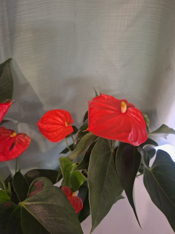 Item 852636 - Image 3