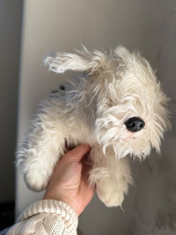 Peluche Perro Raza Bobtail