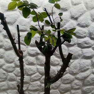 Rosal de Pie con Flores Rosadas y Capullos en Maceta de 2 Litros - imagen 3