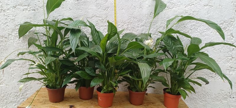 Lirio de La Paz - Plantas de Interior - imagen 3