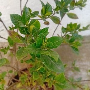 Jazmín del Cabo Injertado con Pimpollos - Planta Ornamental - imagen 5