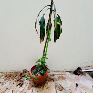 Planta Palo de Agua o Tronco de Brasil, 160cm de Altura - imagen 3