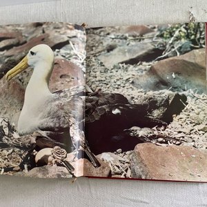 Enciclopedia de los Animales - Volumen Cuarto - imagen 7