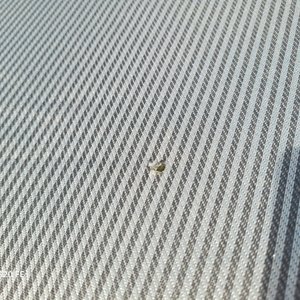 Catre Plegable para Camping - Tela Gris Rayada y Caños Negros - imagen 3
