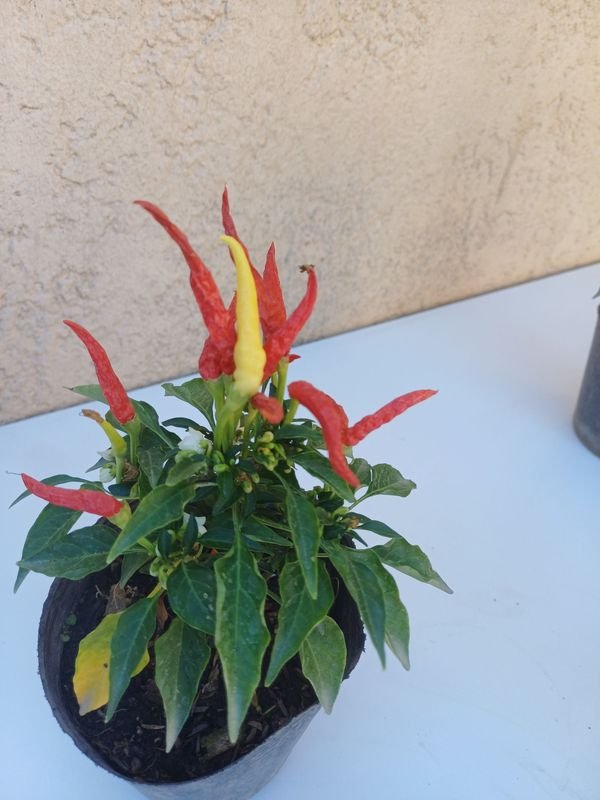 Pimientos de dos colores para jardinería - imagen 3