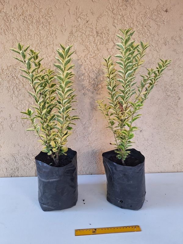 Item 870178 - Image 3