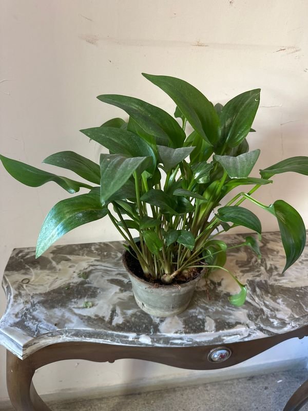 Item 894997 - Image 1