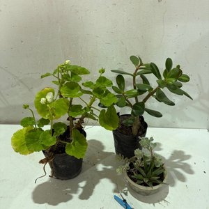 Lote anterior: Lote de Tres Plantas: Geranio y Dos Suculentas