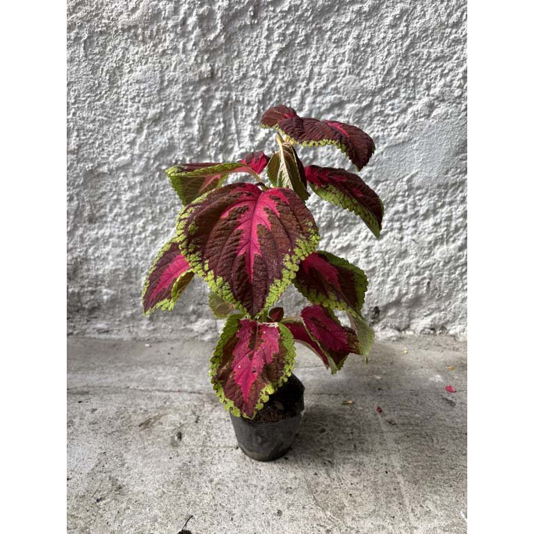 Item 2113557 - Image 0