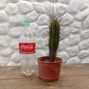 Cactus Aguja de Coser (Stetsonia coryne) en Maceta - imagen 5