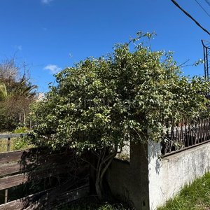 Casa a refaccionar en amplio terreno - imagen 15