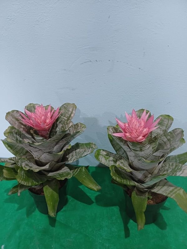 Item 901551 - Image 4