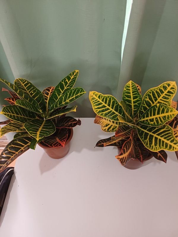 Item 852637 - Image 3