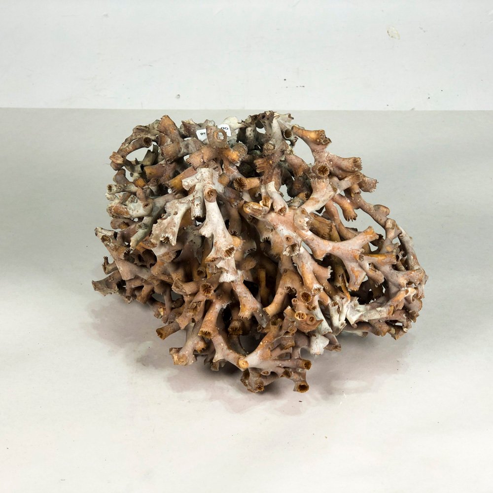 Piedra de coral natural y handmade - imagen 2