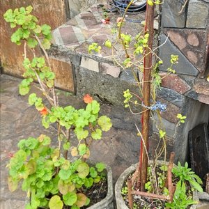 3 Macetones Grandes con Plantas: Malvón, Aloe y Más - imagen 1