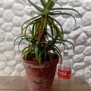Planta Suculenta Aloe Arborecens Grande en Maceta Decorativa - imagen 4