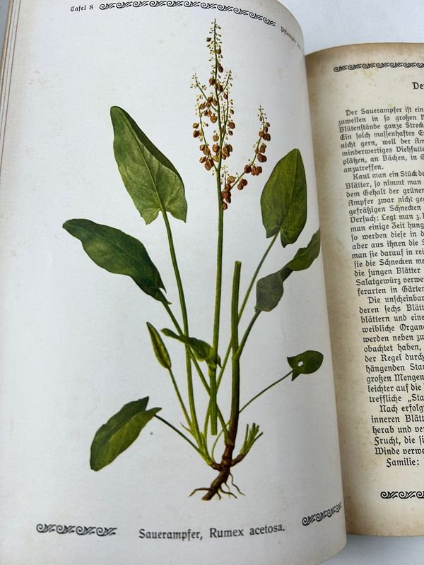Libros de Botánica: Curso General Aplicado y Flora de la Patria - imagen 12