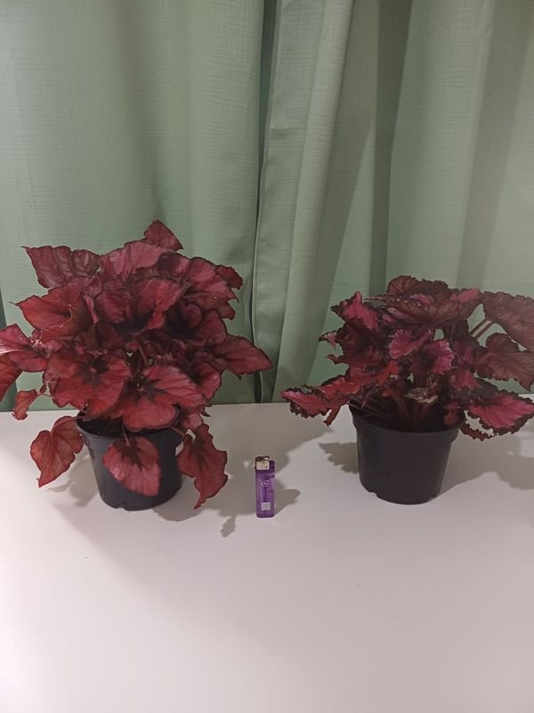 Item 852632 - Image 0