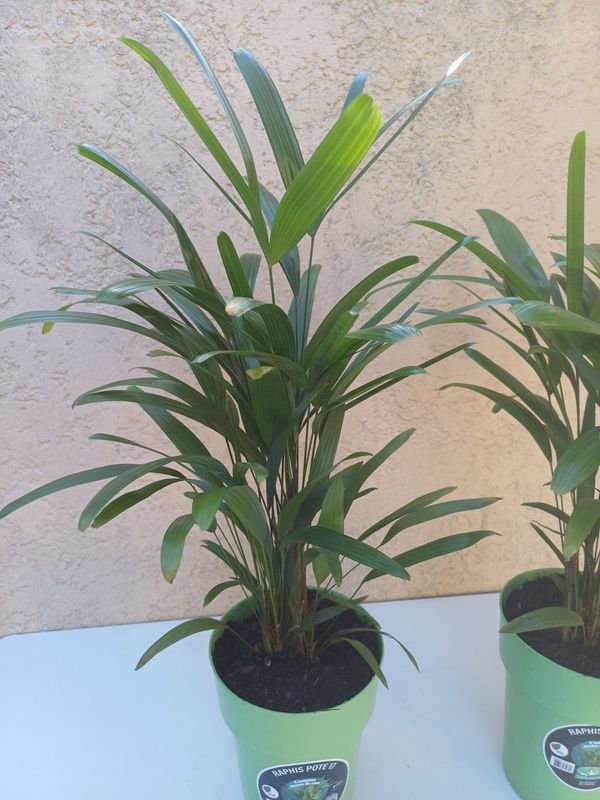 Item 929918 - Image 1