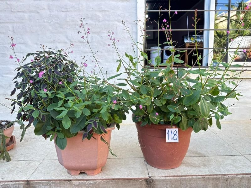 Item 892374 - Image 1