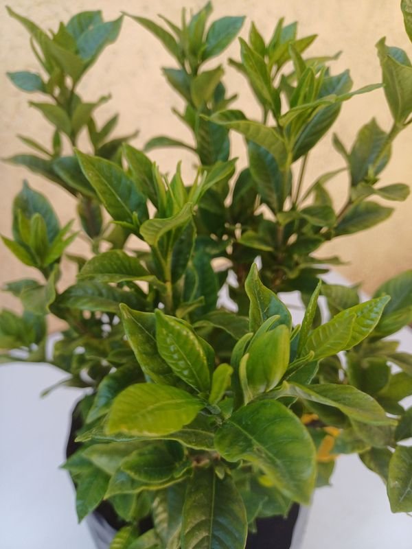 Planta en maceta, detalles de jardinería - imagen 3