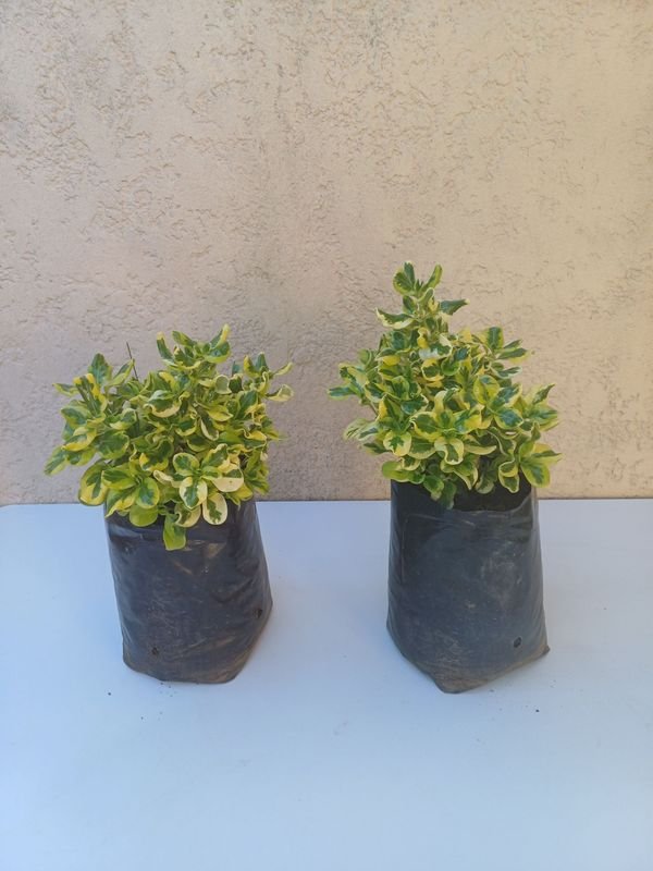 Item 875534 - Image 0