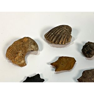 Conjunto de 7 Puntas de Lanza en Piedra y Fósiles Marinos - imagen 3