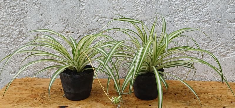 Planta de Espino con Potes Negros - imagen 2