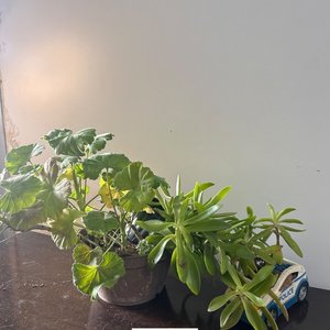 Lote anterior: 3 Plantas en Macetas