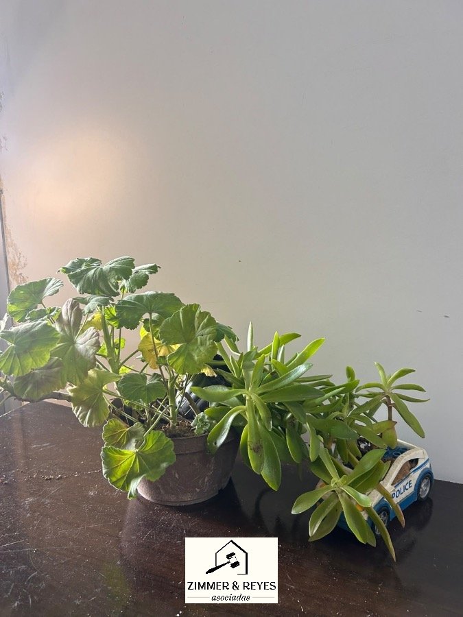 3 Plantas en Macetas