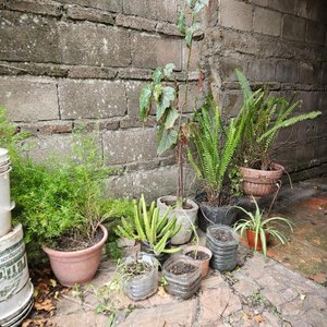 Lote de Plantas Varias en Macetas - imagen 1